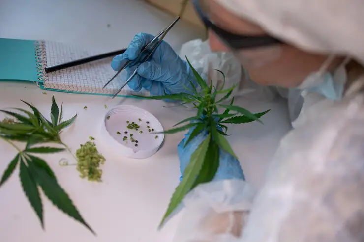 study-analysis-cannabis-controlled-regulated-research-environment_about-4 study analysis cannabis controlled regulated research environment